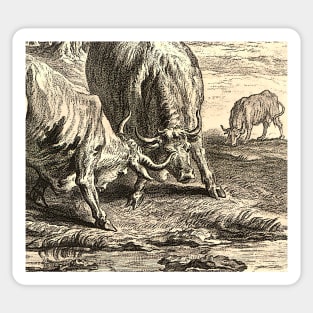 Bulls fighting: horn against horn Sticker